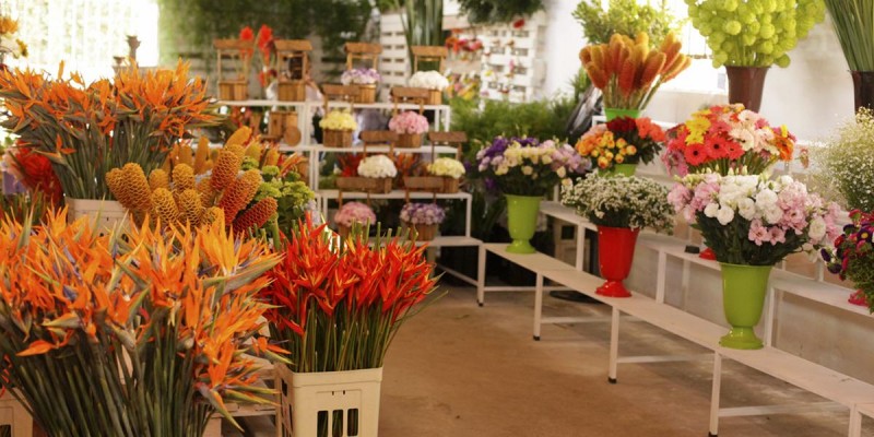 Exposição de Flores e Folhagem traz novidades para o setor