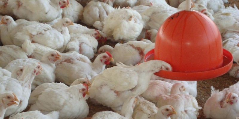 É das aves a liderança na produção mundial de carnes