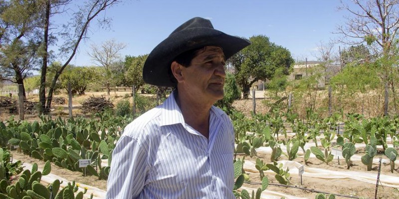 Programa amplia cultivo da palma forrageira em Minas