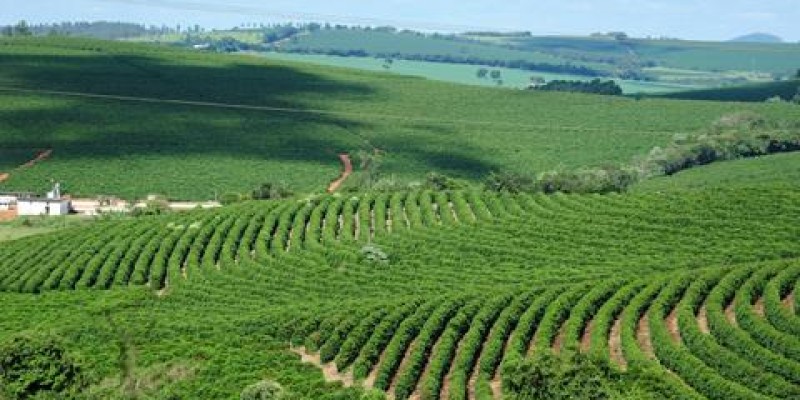 PROJETO INOVADOR FOMENTA A ATIVIDADE CAFEEIRA EM MINAS GERAIS