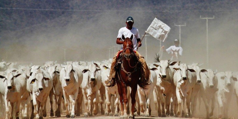 Conheça os quatro pilares dos cuidados com cavalos de lida