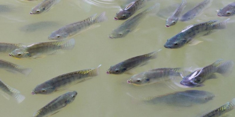 Minas Gerais avança no ranking nacional de criação de peixes