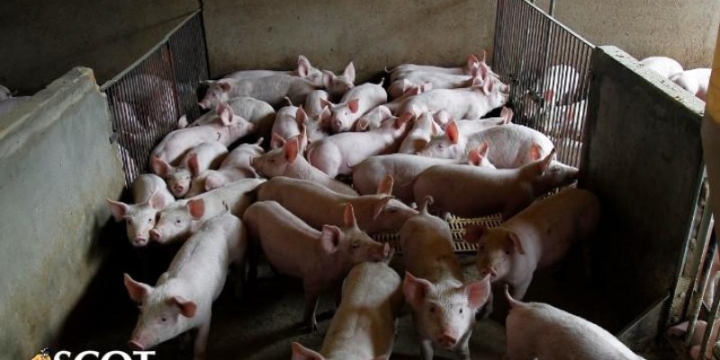 Queda no poder de compra do suinocultor em relação ao milho