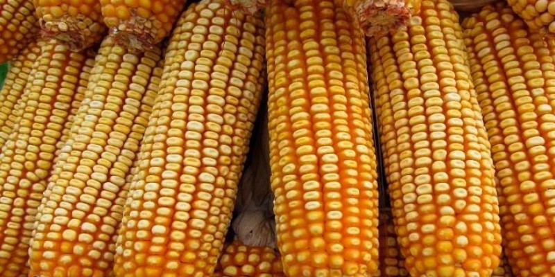 Preços do milho continuam firmes no mercado brasileiro
