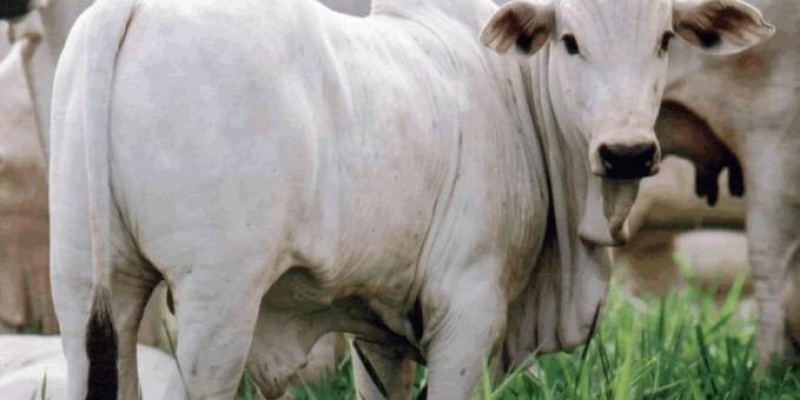 Como produzir 33% mais bezerros com o mesmo número de vacas?