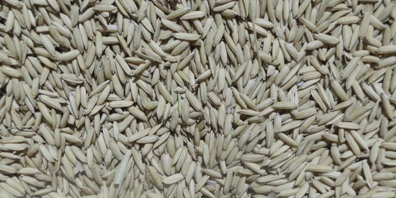 Dia de campo destaca sistemas de produção de arroz