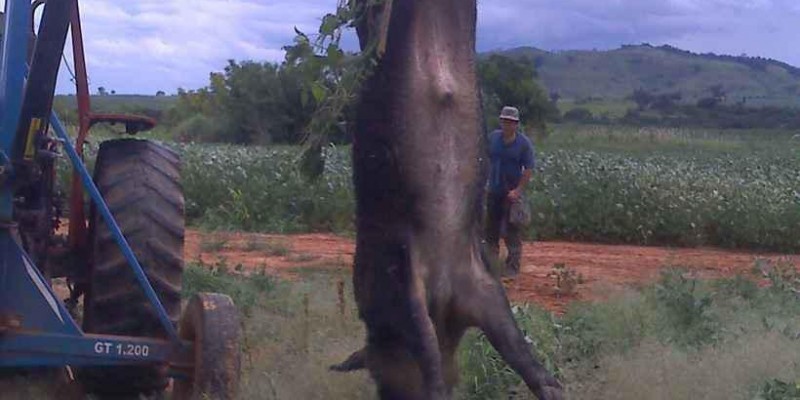 Invasão de javaporcos em Minas preocupa produtores rurais