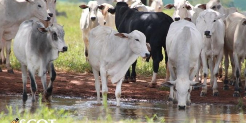 Boi gordo x reposição: Troca melhorando em Mato Grosso