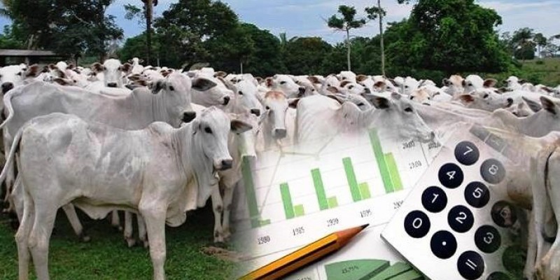 CEPEA: O QUE É, QUAL A SUA HISTÓRIA E COMO ATUA NO MERCADO DO AGRO BRASILEIRO?