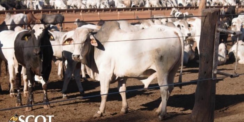 Alta no preço da carne bovina com osso no atacado