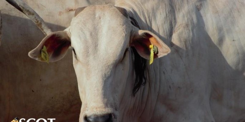Carcaça bovina alcança o maior preço da história