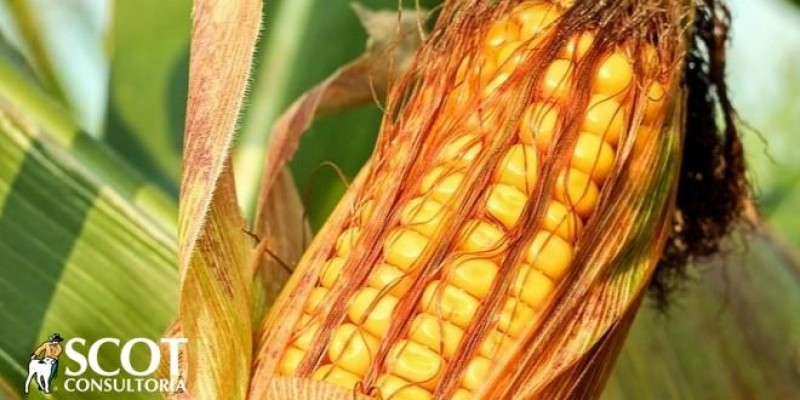 Expectativa de produção de milho de segunda safra sobe 1,5%