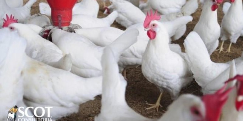 Aumento nas exportações brasileiras de carne frango