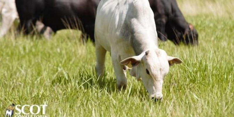 Manejo da fertilidade do solo da pastagem