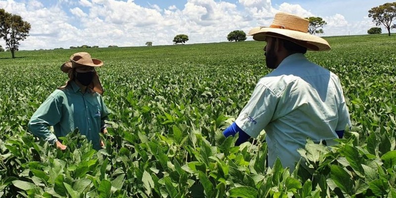 Projeto estimula a produção de soja no Centro-Oeste de Minas