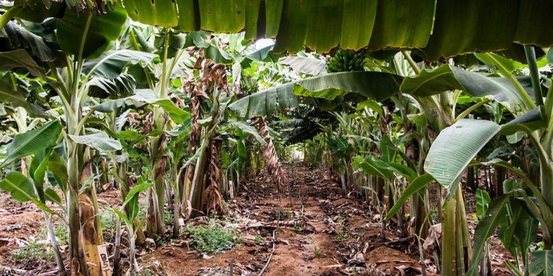 Epamig discute nutrição de bananais em evento on-line