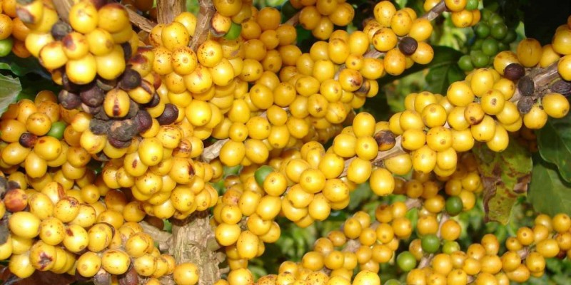 Epamig e Senar promovem dia de campo de cafeicultura em Patrocínio