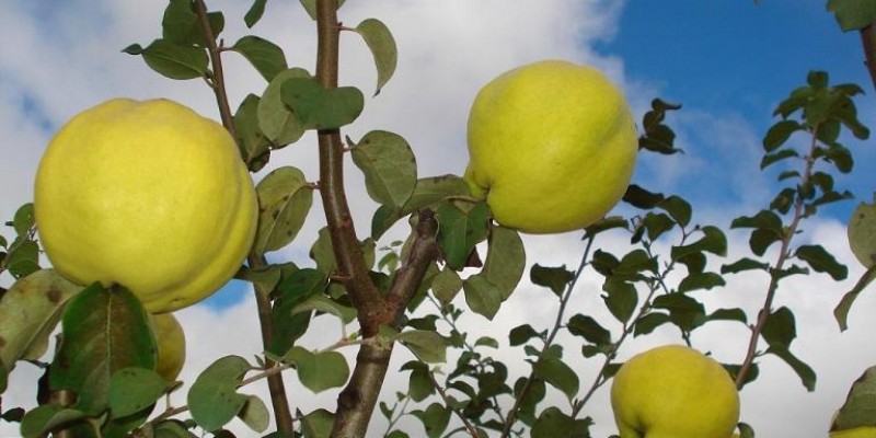 Minas Gerais quer retomar a produção de marmelo