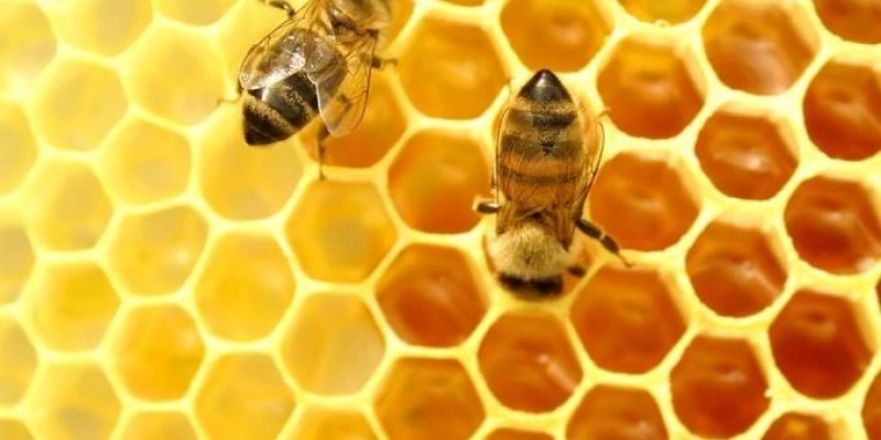 Abelhas são fundamentais para a agricultura e correm risco