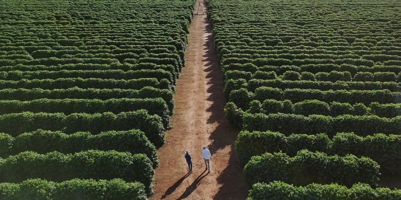 A rota da safra: como o mercado de capitais financia o agronegócio muito além da porteira