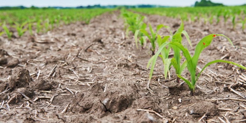 El Niño exige adaptação dos produtores para proteger próximas safras