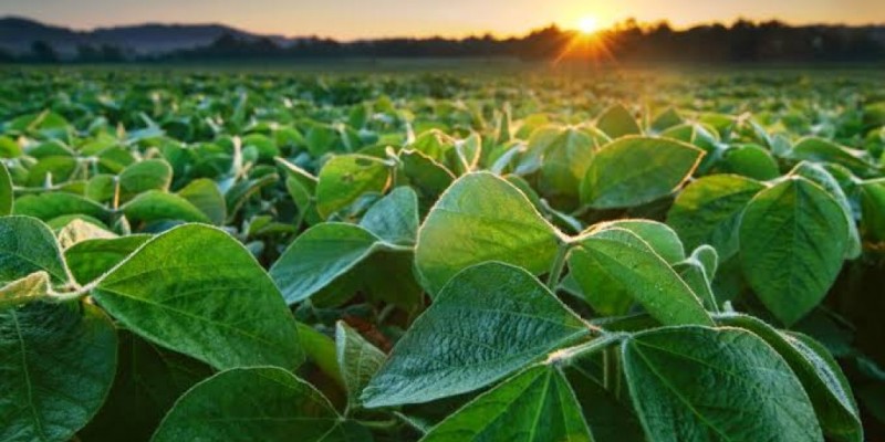 Agro define prioridades com foco em dívidas rurais, seguro e crédito
