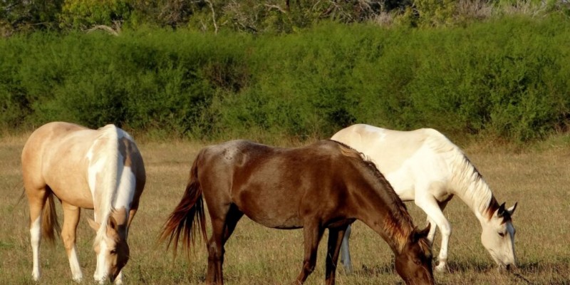 CNA apresentará novo retrato econômico do agronegócio do cavalo no Brasil