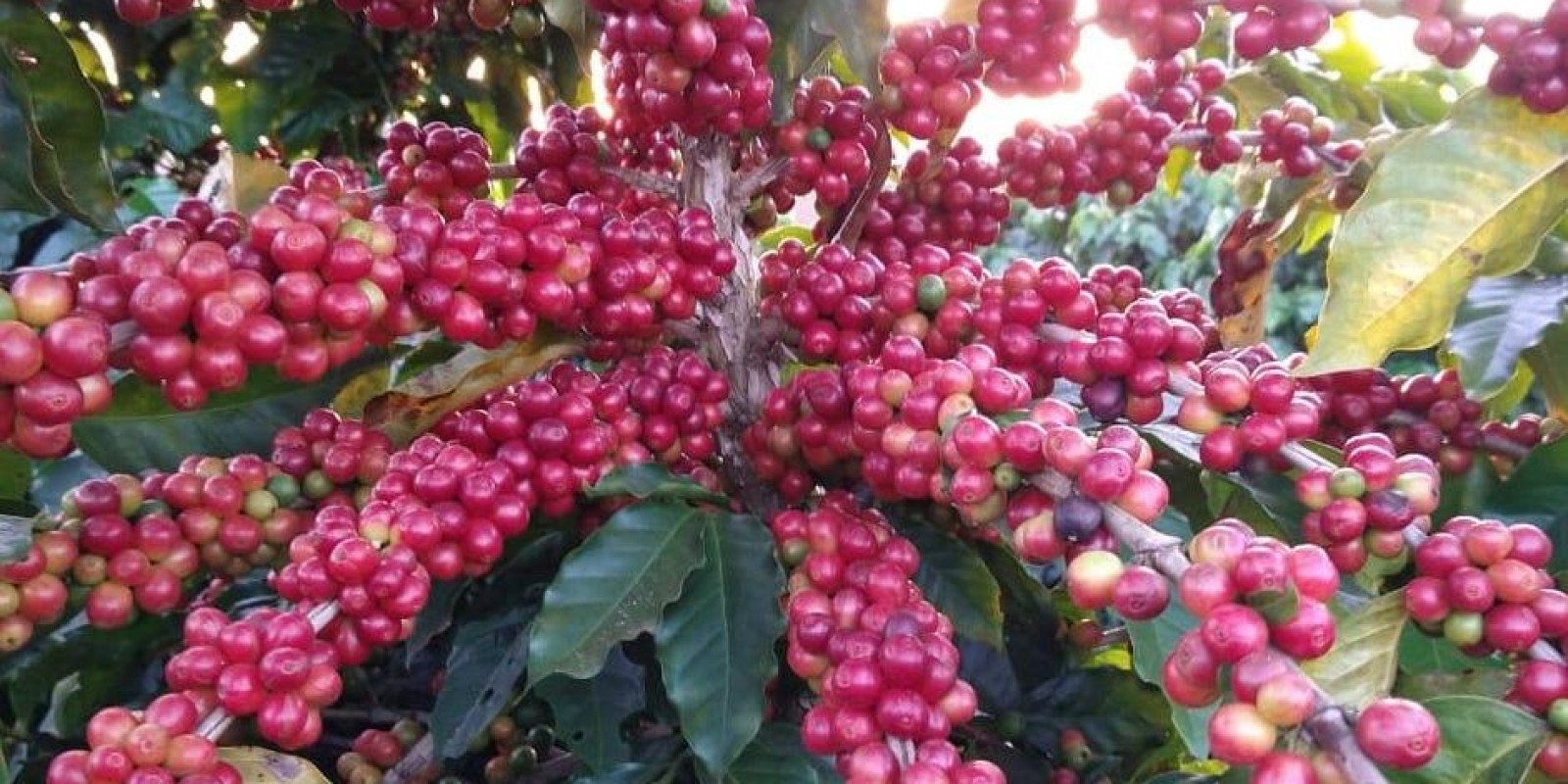 Projeto da Epamig vai transformar a cafeicultura em Minas Gerais