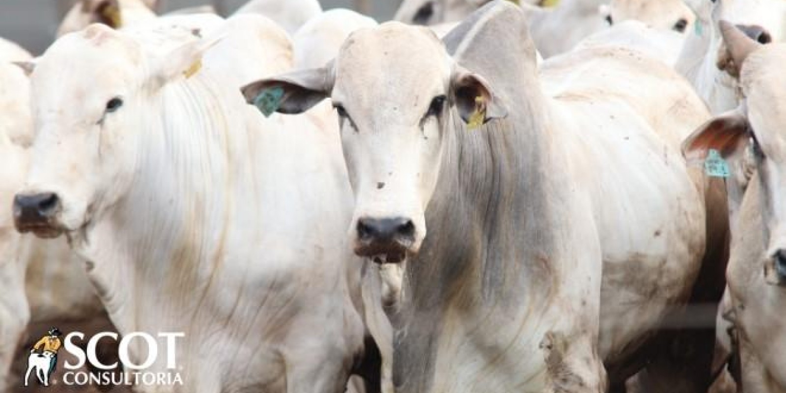 Bom volume exportado de carne bovina em agosto e mercado do boi gordo firme