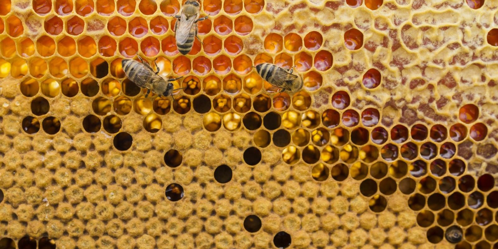 Secretaria de Agricultura lança cartilha sobre mel e derivados