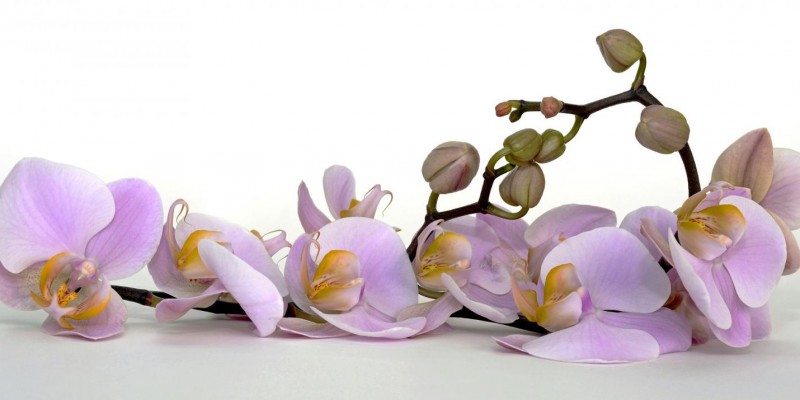 Epamig dá dicas para o cultivo de orquídeas