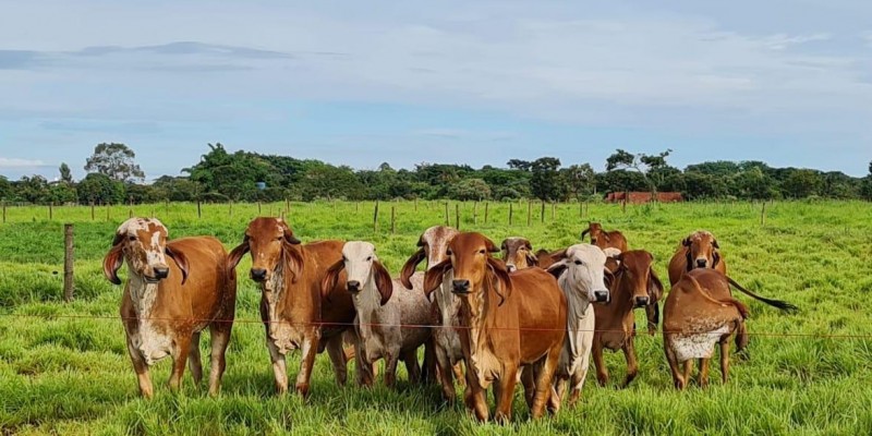 Epamig vai testar desempenho de bovinos da raça Gir Leiteiro em diferentes pastagens