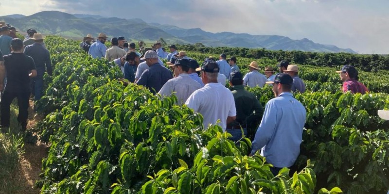 Epamig e Embrapa apresentam o desempenho de novas cultivares de café