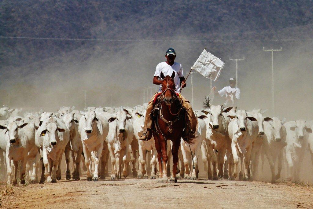 Conheça os quatro pilares dos cuidados com cavalos de lida