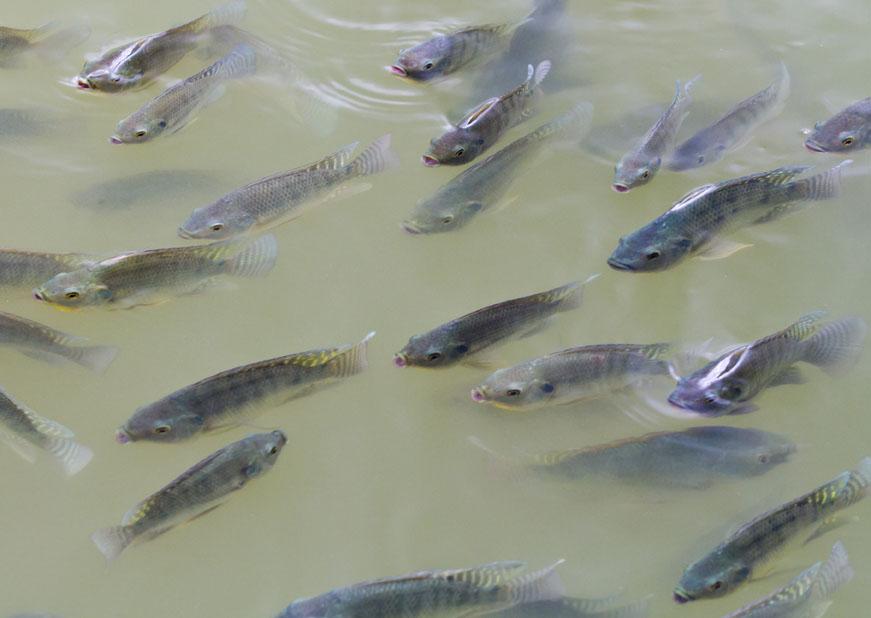 Minas Gerais avança no ranking nacional de criação de peixes