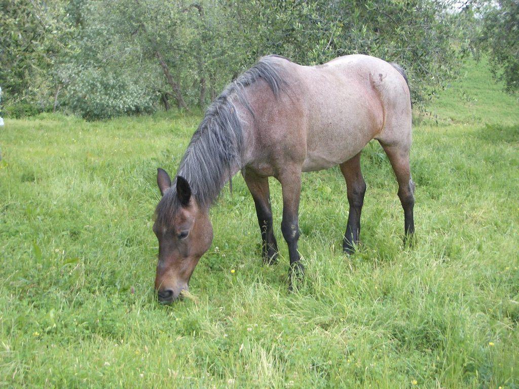 Por que as braquiárias não são recomendadas para os cavalos?