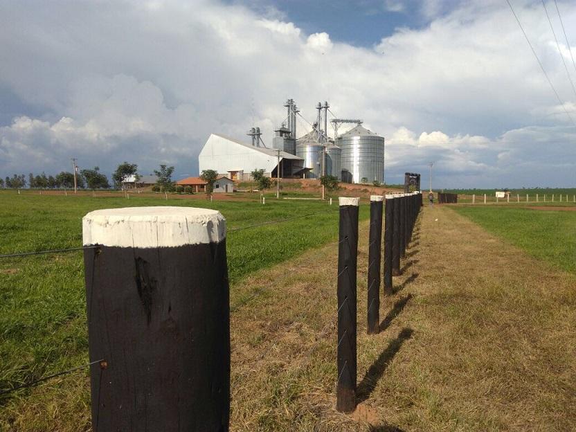 Fazenda conta com ajuda da ILP para facilitar adaptação do gado ao confinamento
