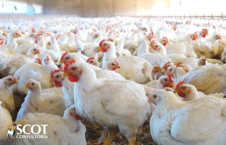  Menor movimentação e queda no preço da carcaça de frango no atacado