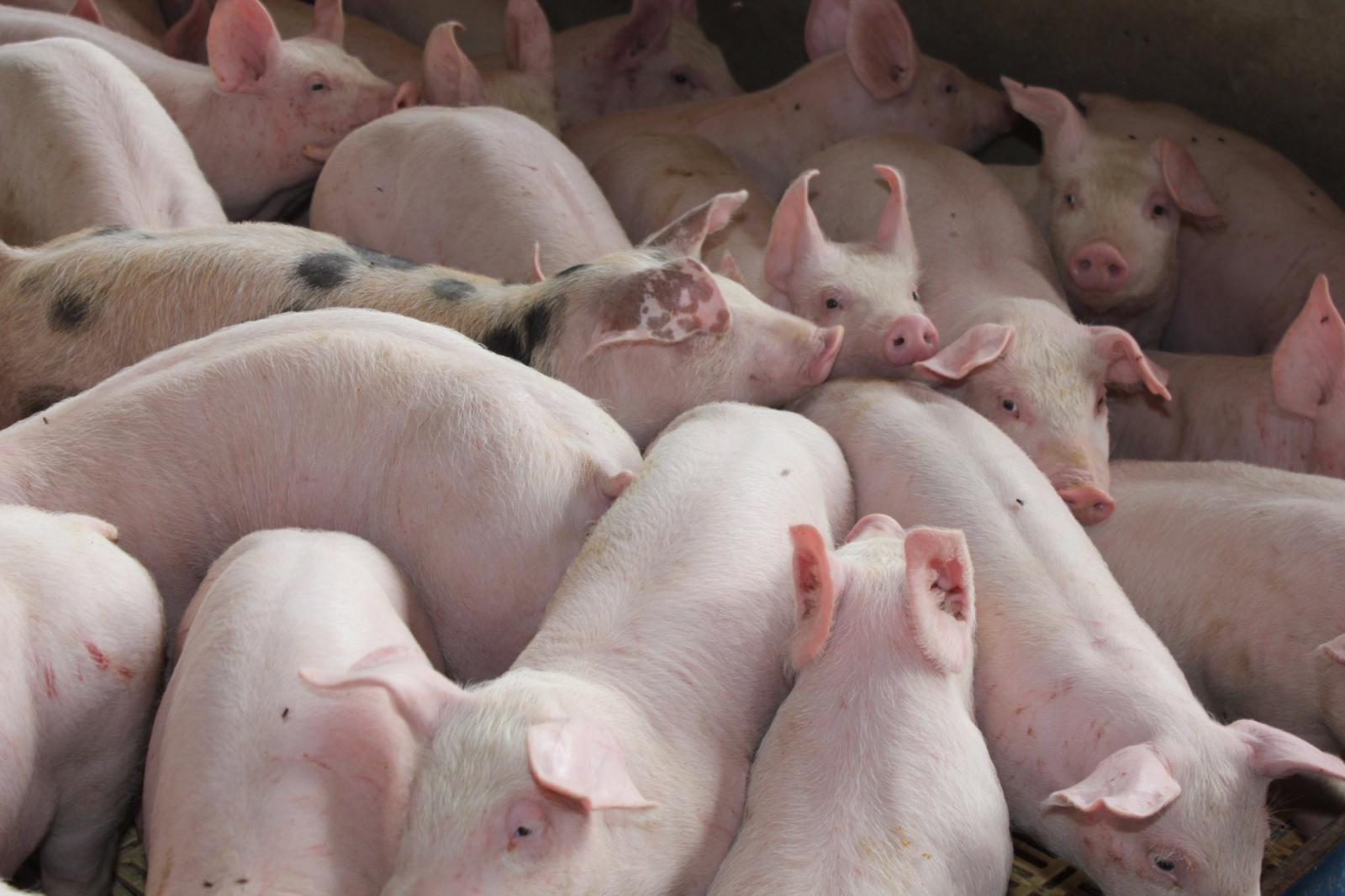 Peste suína faz China procurar carne brasileira 