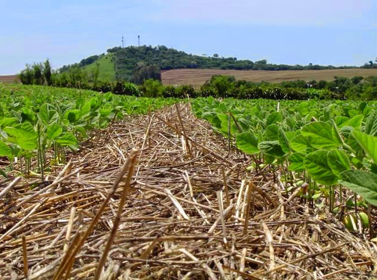 Conservação do solo ganha destaque como solução para mudança climática (na REUTERS)
