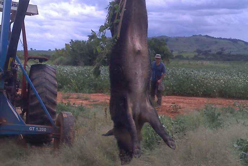 Invasão de javaporcos em Minas preocupa produtores rurais