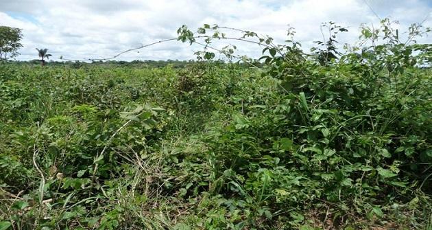 ROÇADAS SÃO PRINCIPAL FERRAMENTA DE CONTROLE DE PLANTAS DANINHAS EM 22% DAS ÁREAS DE PASTAGENS