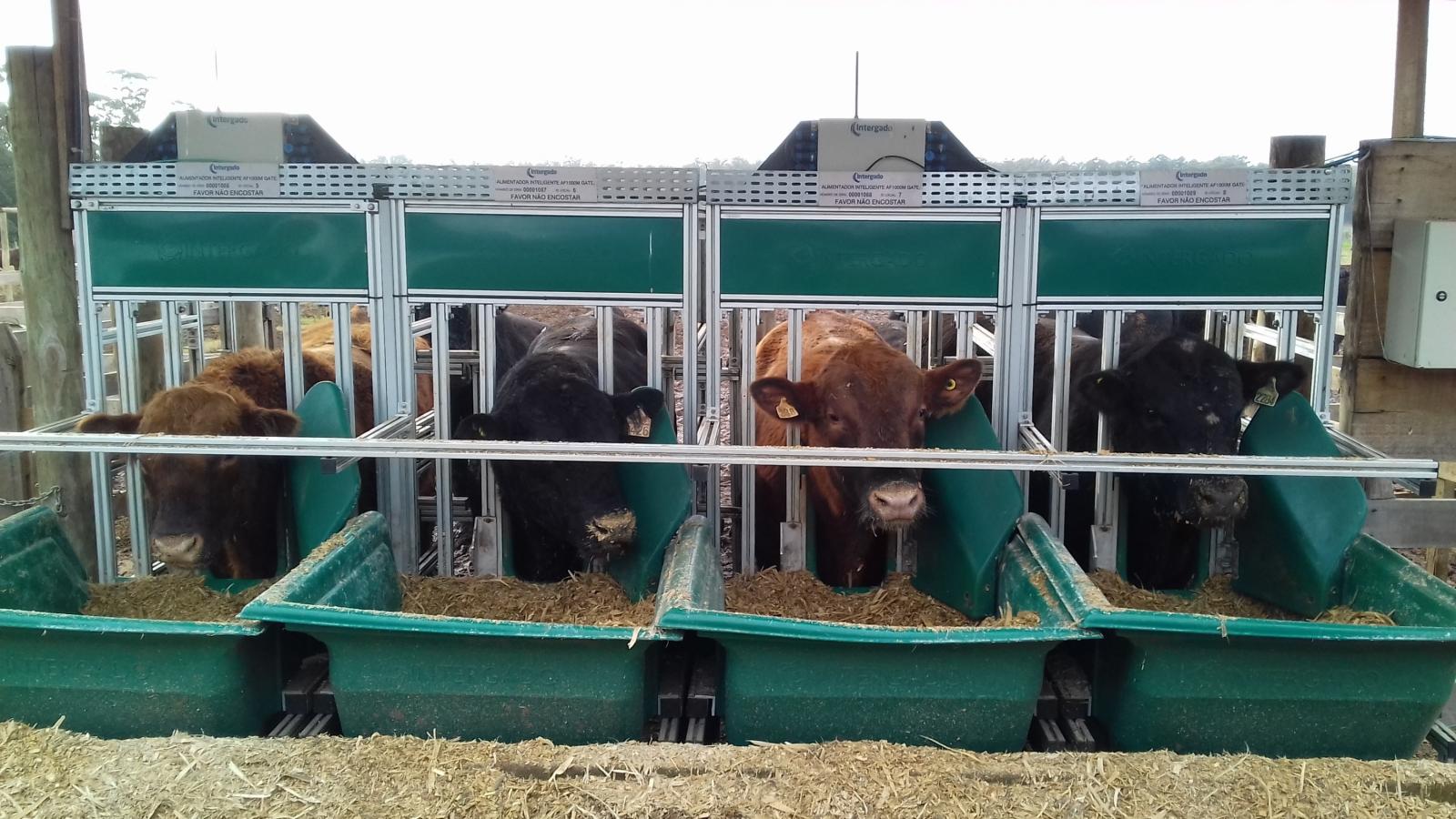 Teste de Eficiência Alimentar Angus garantirá lucratividade na produção