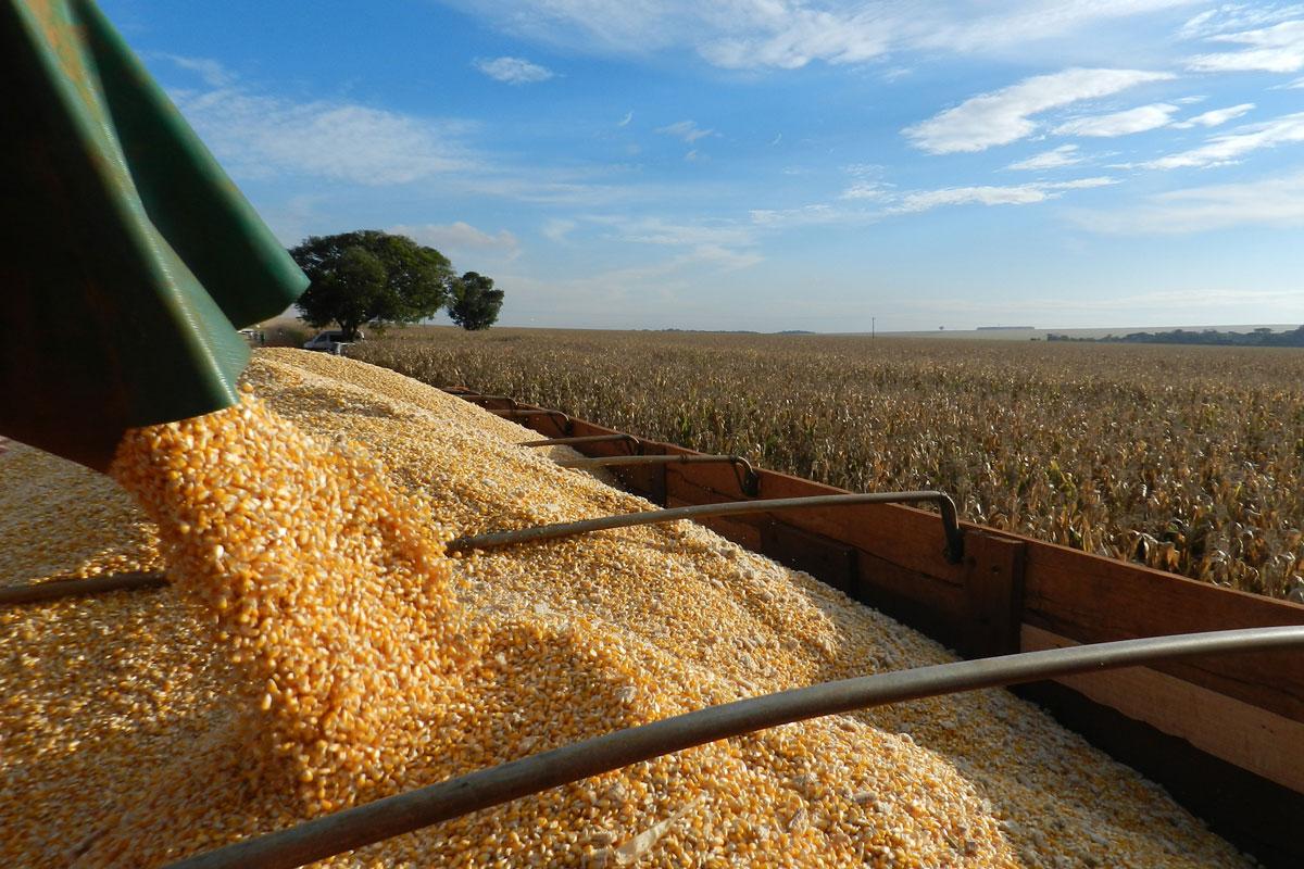 Brasil poderá colher até 238 milhões de toneladas de grãos na safra 2018/19