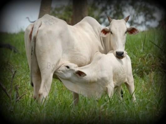 VACAS COM SANIDADE EM DIA DESMAMAM BEZERROS SAUDÁVEIS E EMPRENHAM MAIS