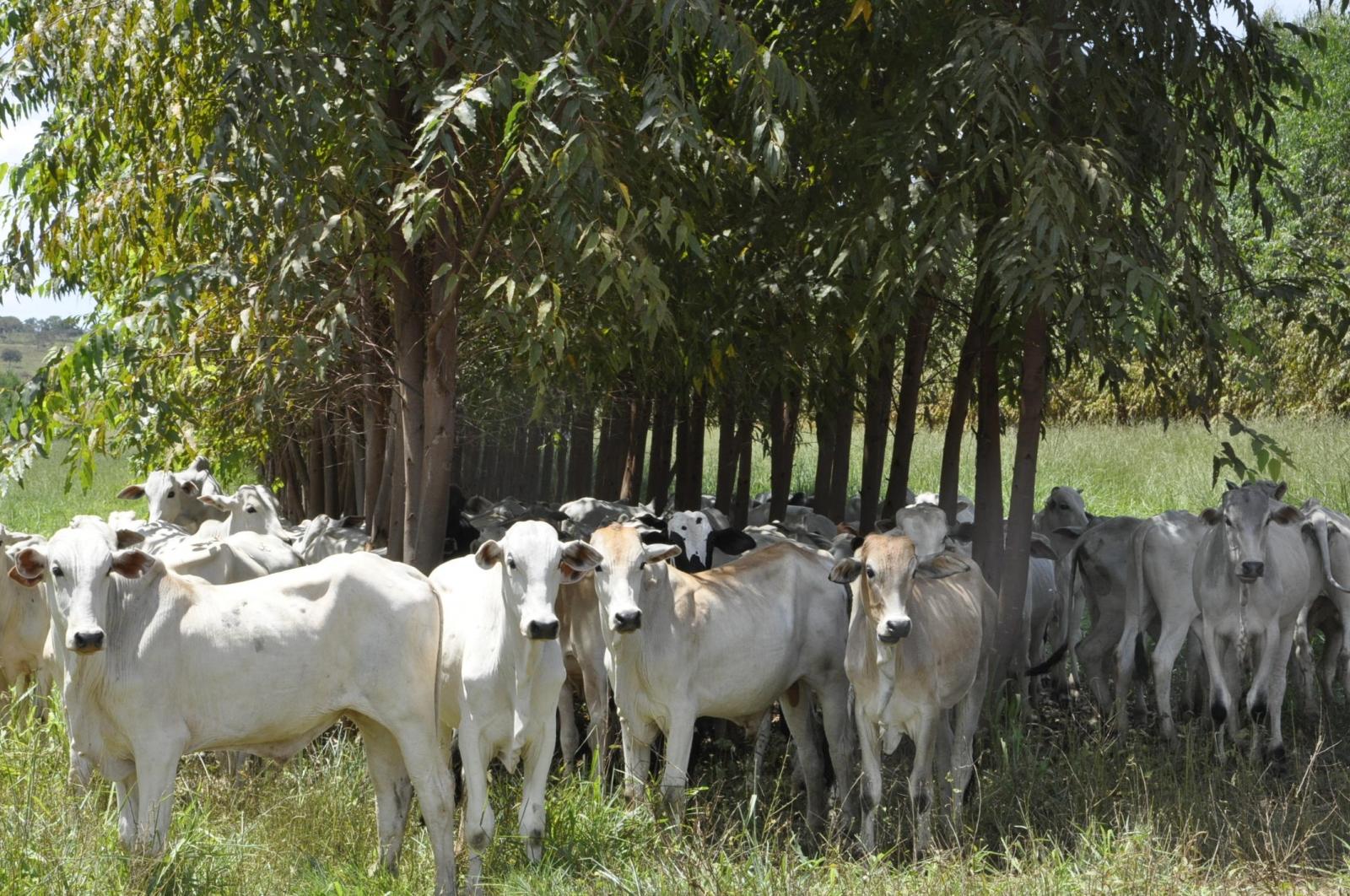 BRASIL TEM O DESAFIO DE TRANSFORMAR FLORESTAS EM VANTAGEM COMPETITIVA NO COMÉRCIO DA CARNE BOVINA
