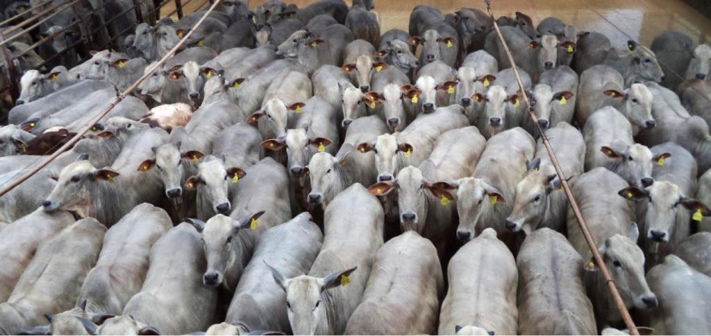 CONHEÇA A FAZENDA QUE É REFERÊNCIA NACIONAL NA ENGORDA DE NOVILHAS DE QUALIDADE