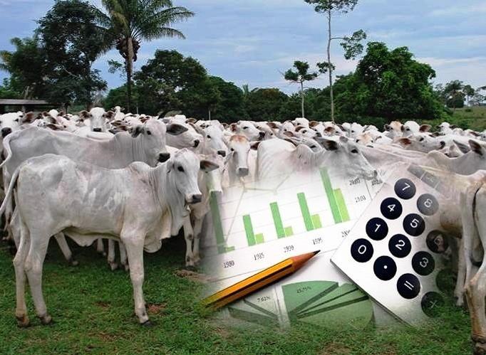 CEPEA: O QUE É, QUAL A SUA HISTÓRIA E COMO ATUA NO MERCADO DO AGRO BRASILEIRO?