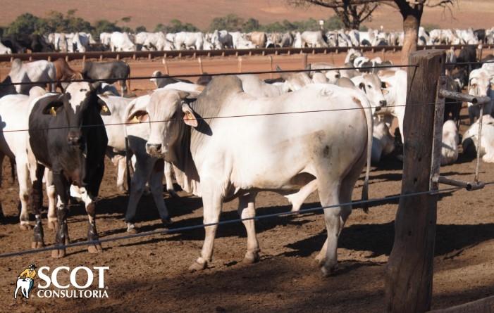 Alta no preço da carne bovina com osso no atacado