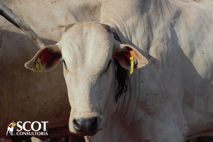Carcaça bovina alcança o maior preço da história